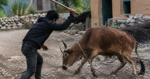 बैतडीमा गोरुमाथि क्रूर व्यवहारको घटनापछि अनुसन्धान गरिरहेको प्रहरी