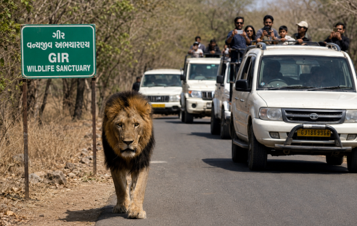गुजरातको गिर क्षेत्रमा बढ्दो सिंह–मानव द्वन्द्व: संरक्षणको सफलतासँगै नयाँ चुनौती