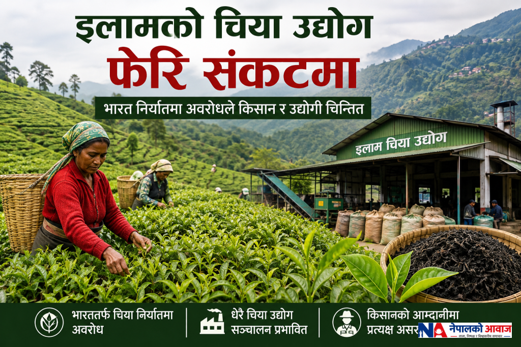 नेपालको चिया उद्योग फेरि संकटमा