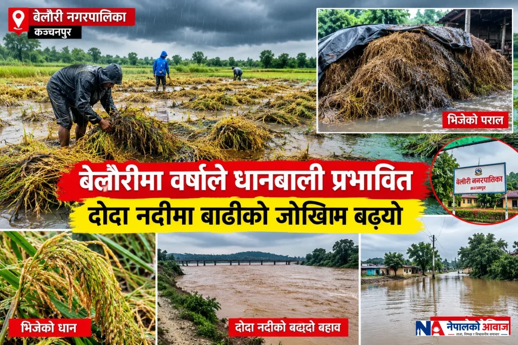 बेलौरीमा वर्षाले धानबाली प्रभावित, दोदा नदीमा बाढीको जोखिम
