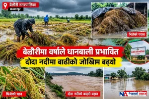 बेलौरीमा वर्षाले धानबाली प्रभावित, दोदा नदीमा बाढीको जोखिम